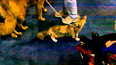 Video 1267871: breed turkish angora, meet turkish