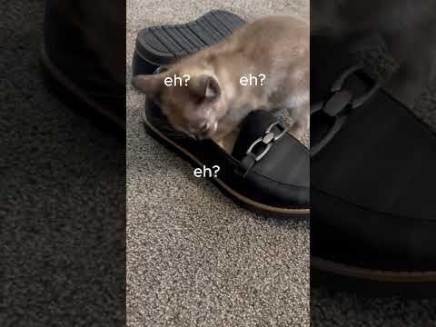 What is this cat doing? | Tonkinese Kittens #catsofyoutube