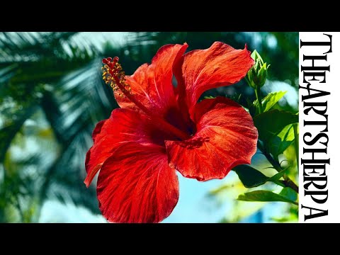 Easy Red hibiscus Tropical Step by step Acrylic tutorial | TheArtSherpa