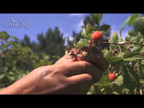 Видео: Грижа за ягоди в горещи условия - отглеждане на ягоди в горещ климат