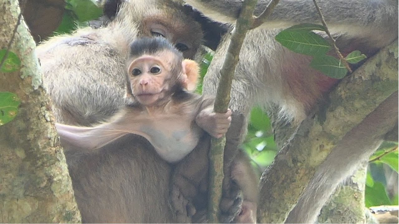 Training In Very Important For Baby Monkey Jesmin, Jill Take Special Time Teach Baby Climbing.
