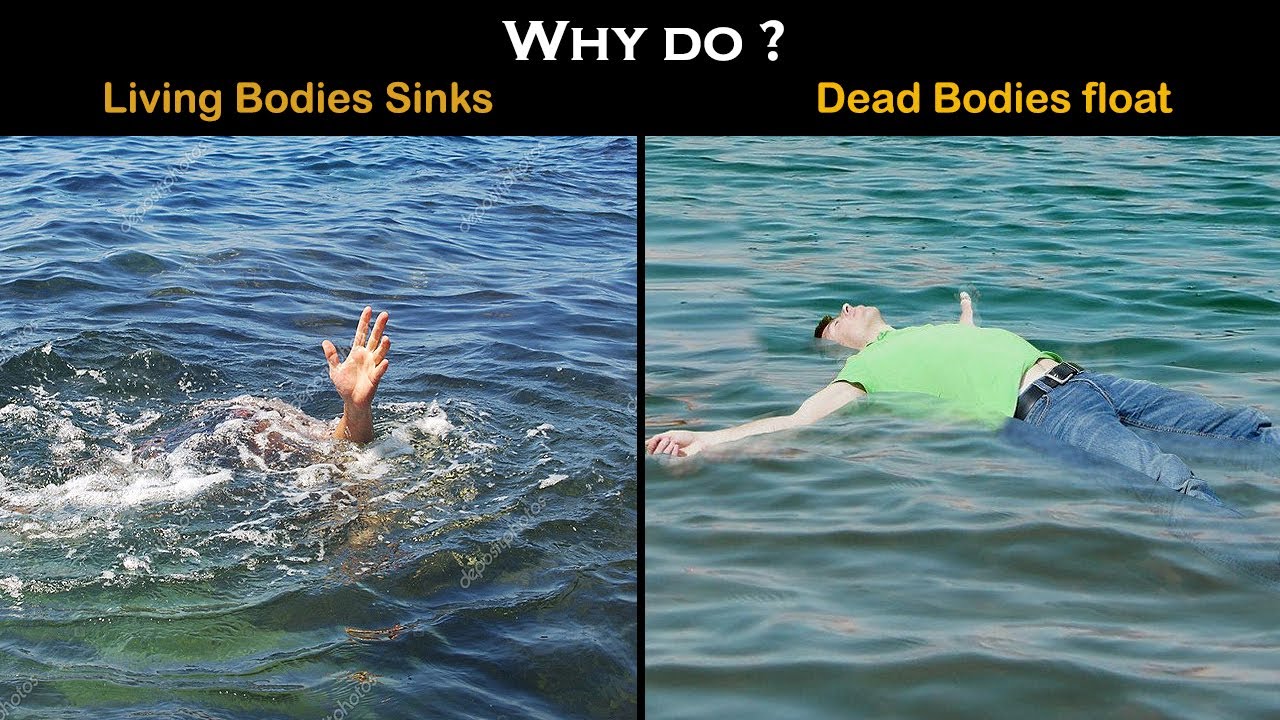 Why Dead Body Floats On Water?