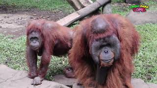 Mengenal dan Lihat Binatang | Orangutan | Harimau Putih | di Taman Safari Bogor