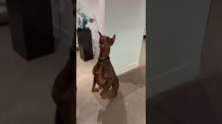 Doberman Puppy Shows off New Tricks ! #dogs #doberman