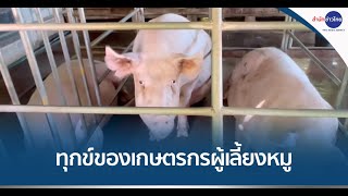 เกษตรกรผู้เลี้ยงหมูทุกข์หนัก ลูกหมูขายไม่ได้ เหตุราคาตก-คนหยุดเลี้ยง