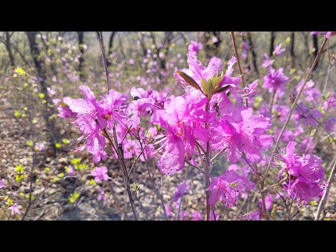 Где то багульник на сопках цветет.