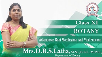 Adventitious Root Modification And Vital Function Class - XI