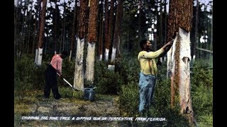 Exploring Turpentine History at Markham Ghost Town