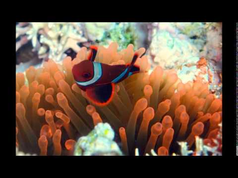 pesona Kadidiri Togean