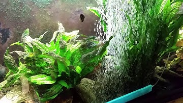 Treating With Chemi-Clean To Remove Cyanobacteria