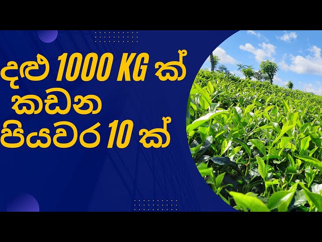 How to Pluck 1000 Kg of Harvest from one acre Tea Land| අක්කරයට දළු 1000 ක් කැඩීමට පියවර 10 ක් #Tea class=