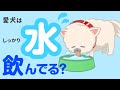 犬に必要な水の量は？無理なく水を飲ませる方法