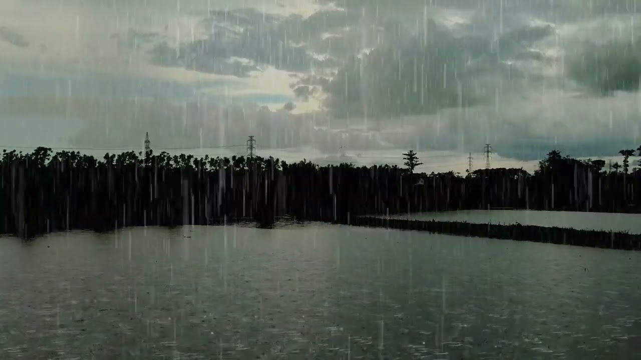 Облачное небо покрывает обширные рисовые поля, на них идет проливной дождь