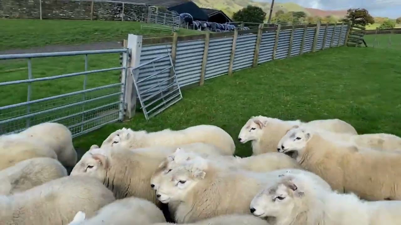 LOT 23 - IVY - 13/11/24 TIMED INTERNET AUCTION OF WORKING SHEEPDOGS