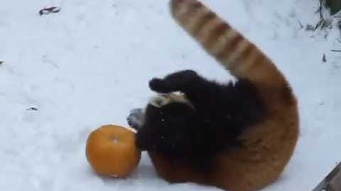 Red Pandas Playing In the Snow (Compilation)