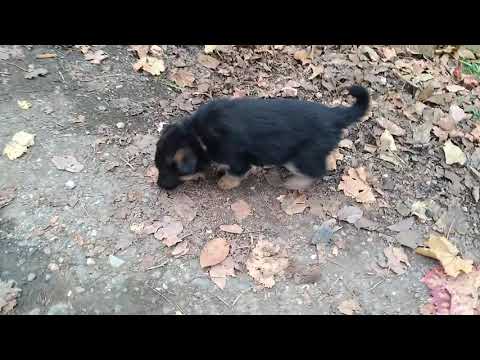 German Shepherd after quarantine /კარანტინის შემდეგ გერმანული ნაგაზი