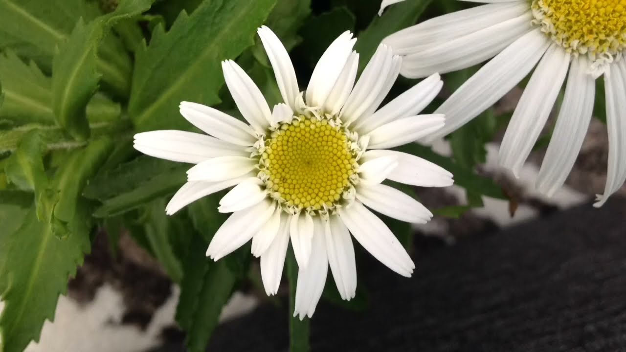 Daisy flower blooming timelapse! time-lapse! Daisy! Flower! bloom!