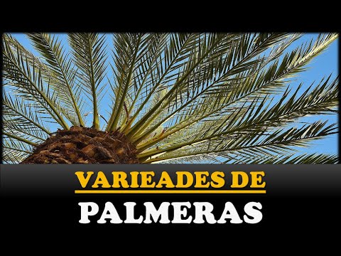 Video: ¿Qué tipo de palmeras hay?