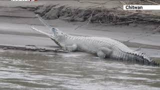 पर्यटकीय नगरी सौराहमा चलहपल बढ्यो, आन्तरिक पर्यटक तान्ने व्यवसायीको तयारी - NEWS24 TV