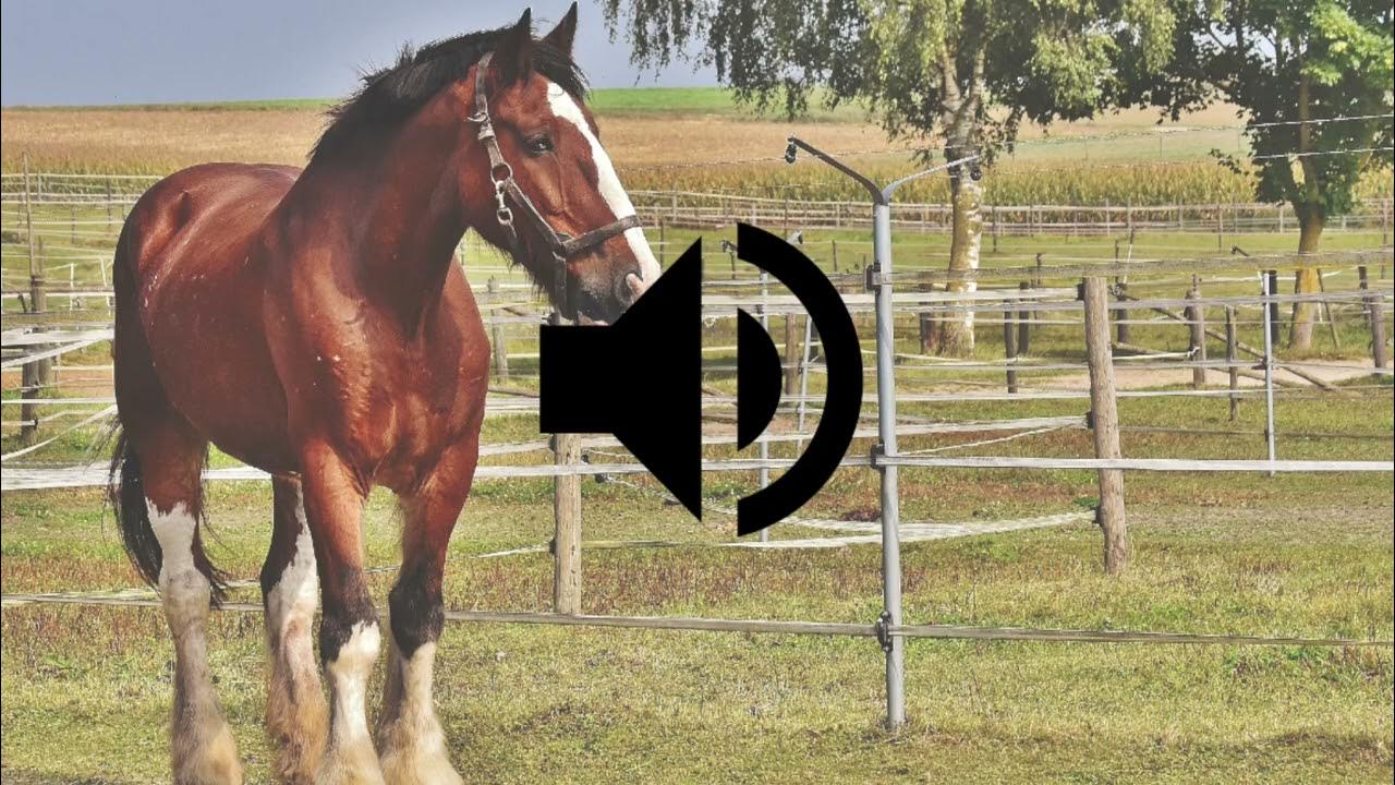 Horse Sound Effect HD YouTube