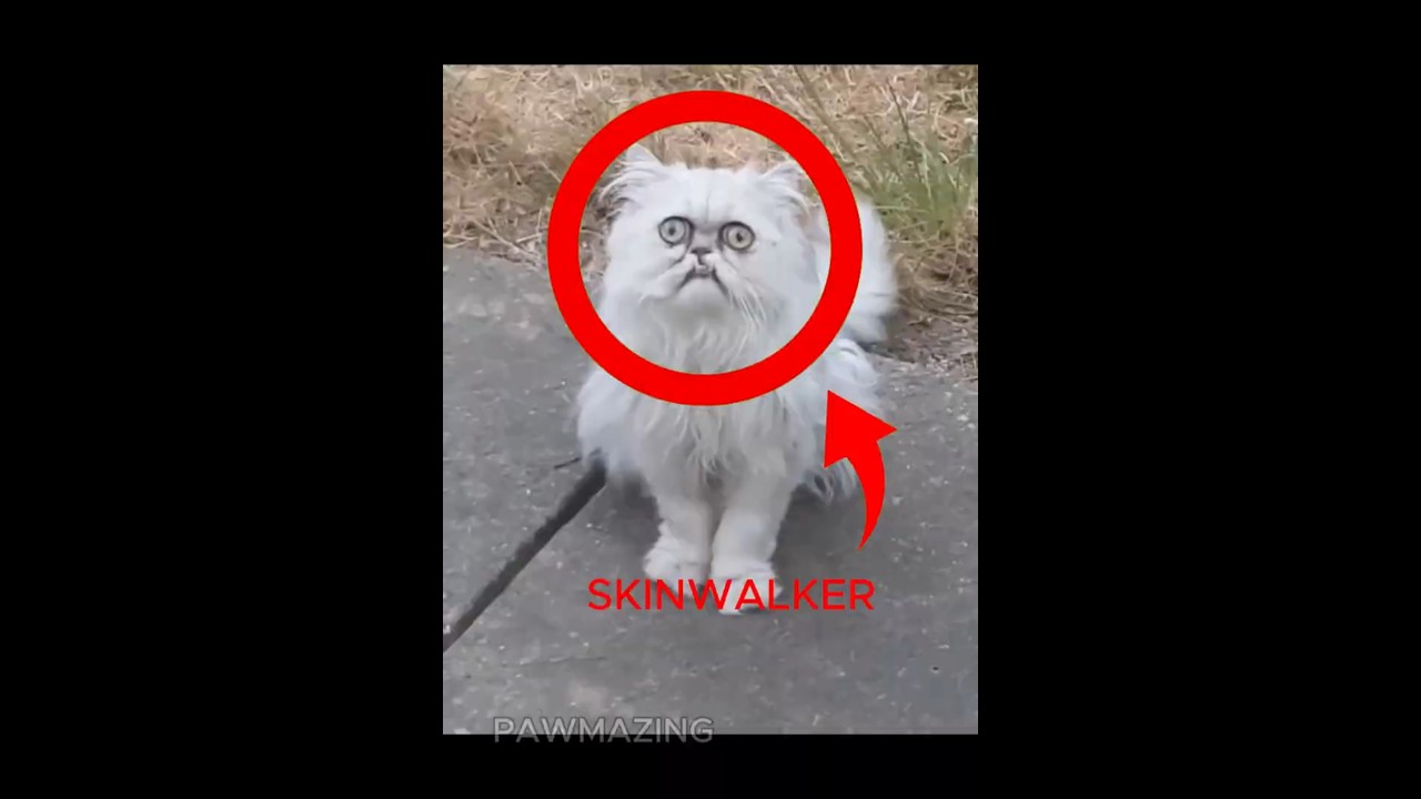 Creepy Cat from USA  