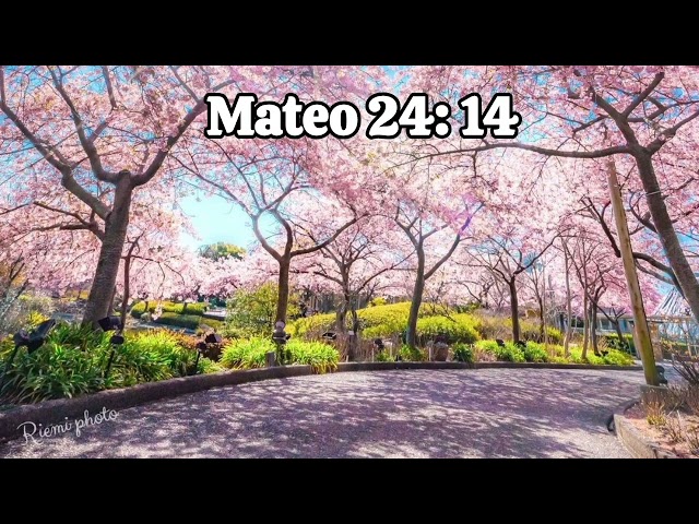 Mateo 24 : 14  -  Esther Larios class=
