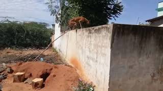 Chippiparai Dog Jumping Wall
