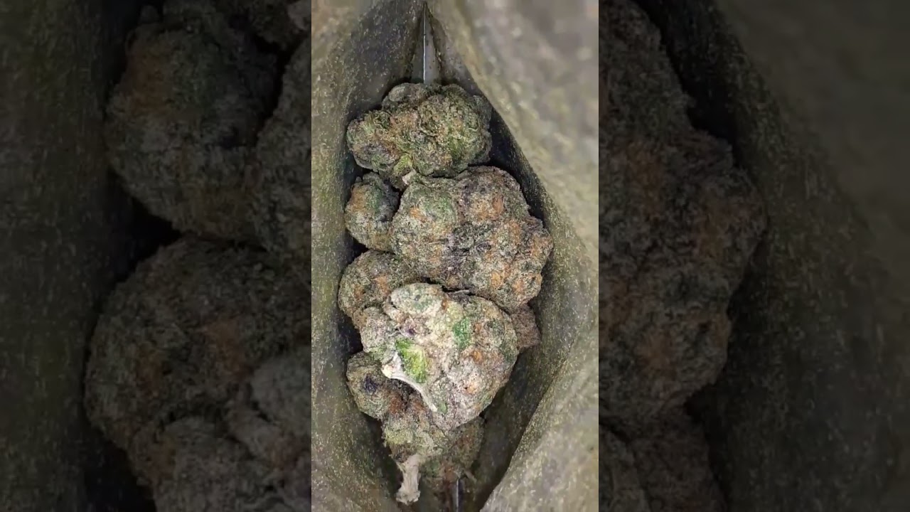 Peach Kobbler Exotic Strain