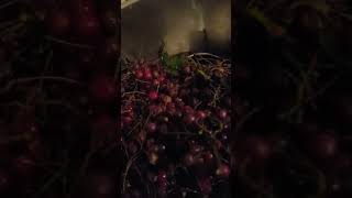 Hawthorne Jelly Homemade part 1/3