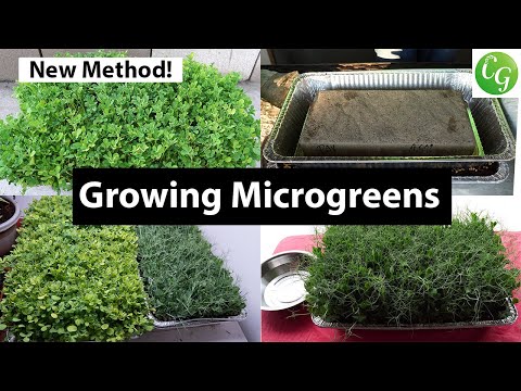 How to Grow Microgreens from Start to End - Complete Microgreens Growing Guide