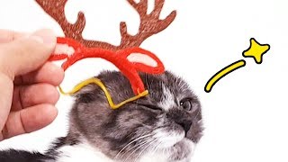 a cat in a reindeer hairband