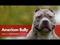 American Bully - Todo lo que Debes Saber