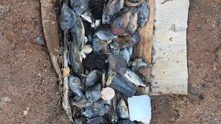 Feed the Soil, Not the Plant! 🌱 Building Our Hugelkultur Bed #GrowYourOwn, #livingsoil 