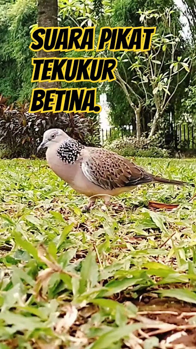 tekukur betina memanggil pejantan
