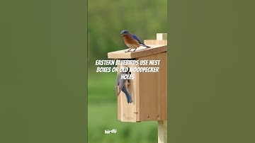 You can attract bluebirds:  Eastern Bluebirds by putting out nest boxes! #birdwatching