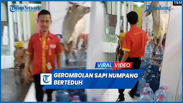 Viral Gerombolan Sapi Numpang Berteduh di Minimarket karena Terjebak Hujan