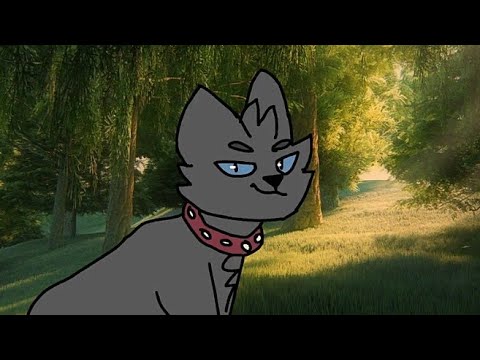 HOW YOU LIKE THAT - Original Animation Meme | Warrior Cats - YouTube Warrior Cat Chibi