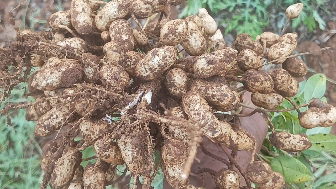 Girnar -5 seeds available @79rs per kg ///Contact on wtsapp 8189913949