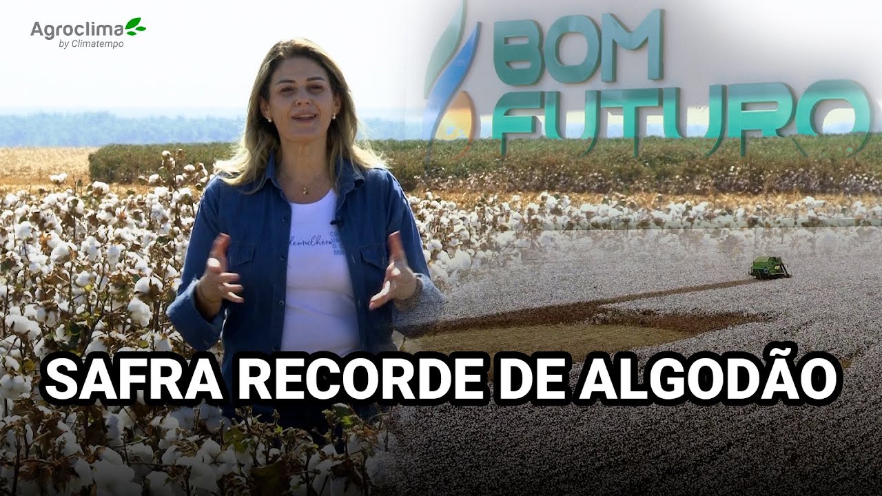 Colheita do Algodão em MT