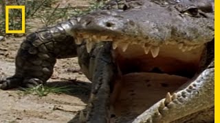 Monitor Lizard vs. Croc | National Geographic
