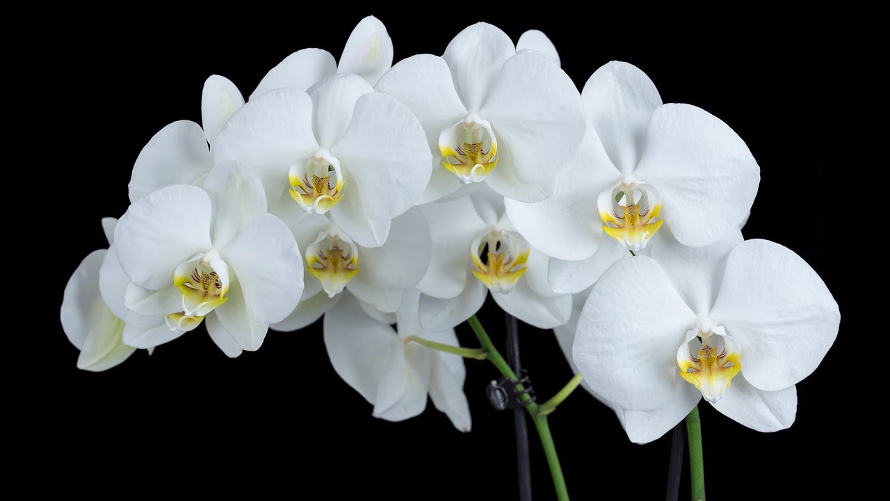 My Budget Low Key Tabletop Studio Setup with Examples!