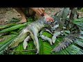 Wow! Baby Crocodile In Stomach & Cooking Baby Crocodile Eating Delicious