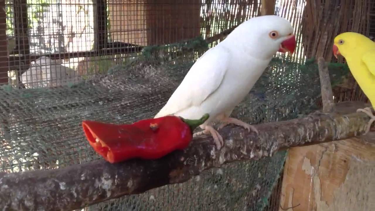 amazing white ringneck parrot ! - YouTube