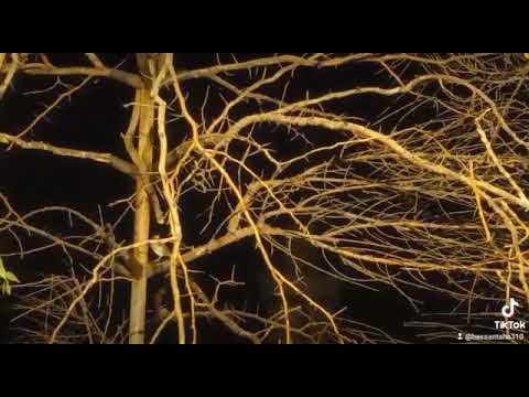 صيد السمن في الليل 