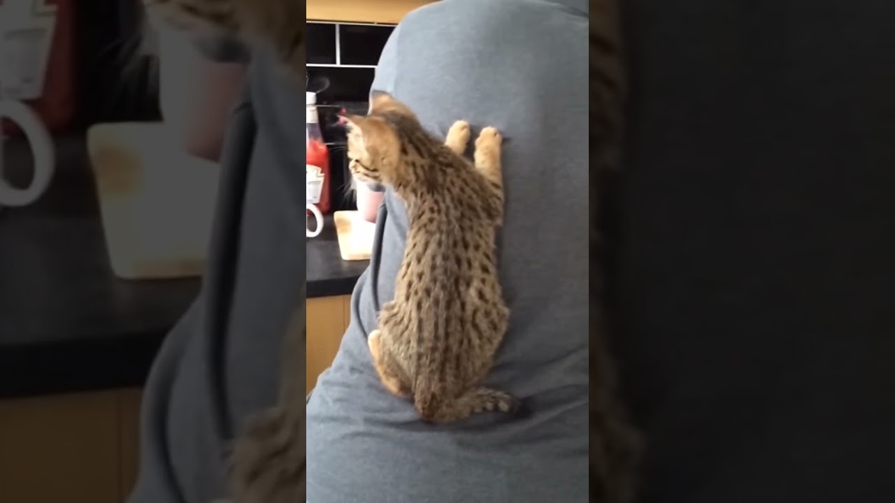 Feline Phenom: The Insane Athleticism of Crazy Cats 