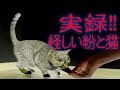 【猫動画】実録!怪しい粉と猫【CAT VIDEO】
