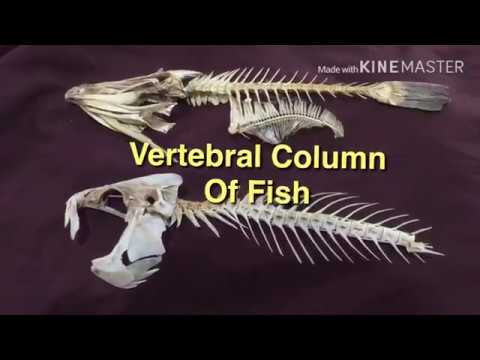 Skeletal System of Fish 