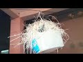 See How sparrow bird protect its nest at night