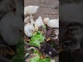 Tural Fragments | Who wins the lettuce fight? Ducks vs Geese chaotic feeding!