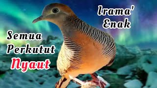 perkutut lokal gacor irama enak semua jenis perkutut pasti nyaut untuk pika juga ampuh.